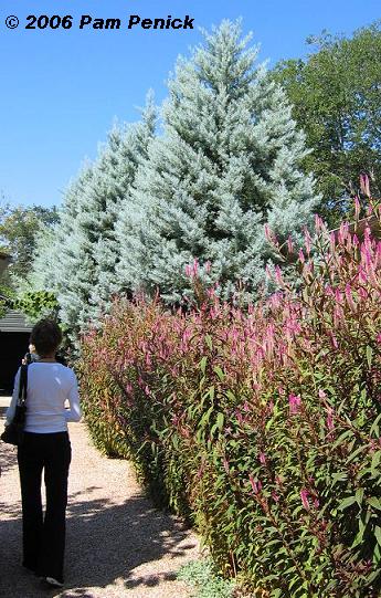 Plant This: Beautiful 'Blue Ice' Arizona cypress